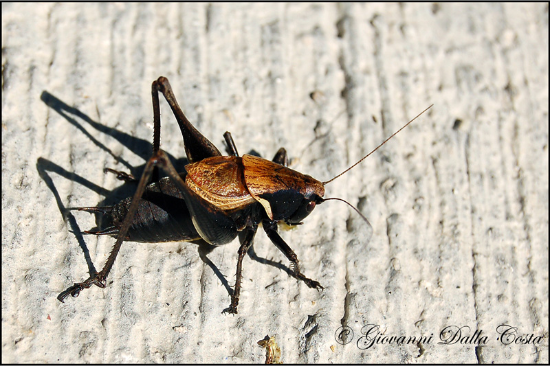 Pholidoptera aptera aptera